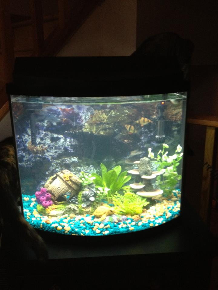My 16g bowfront aquarium as of 9/9/2