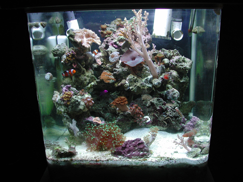 My 18 gal with shrooms, ricordia, frogspawn, Kenya tree, cabbage coral lots of zoo's, two false percs, pistol shrimp, orchid dottyback, clown goby, an