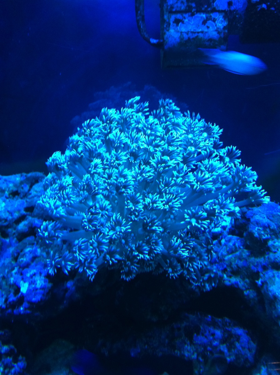 my 1st metallic green flower pot coral