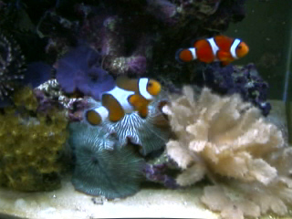 My 2 Clownfish
