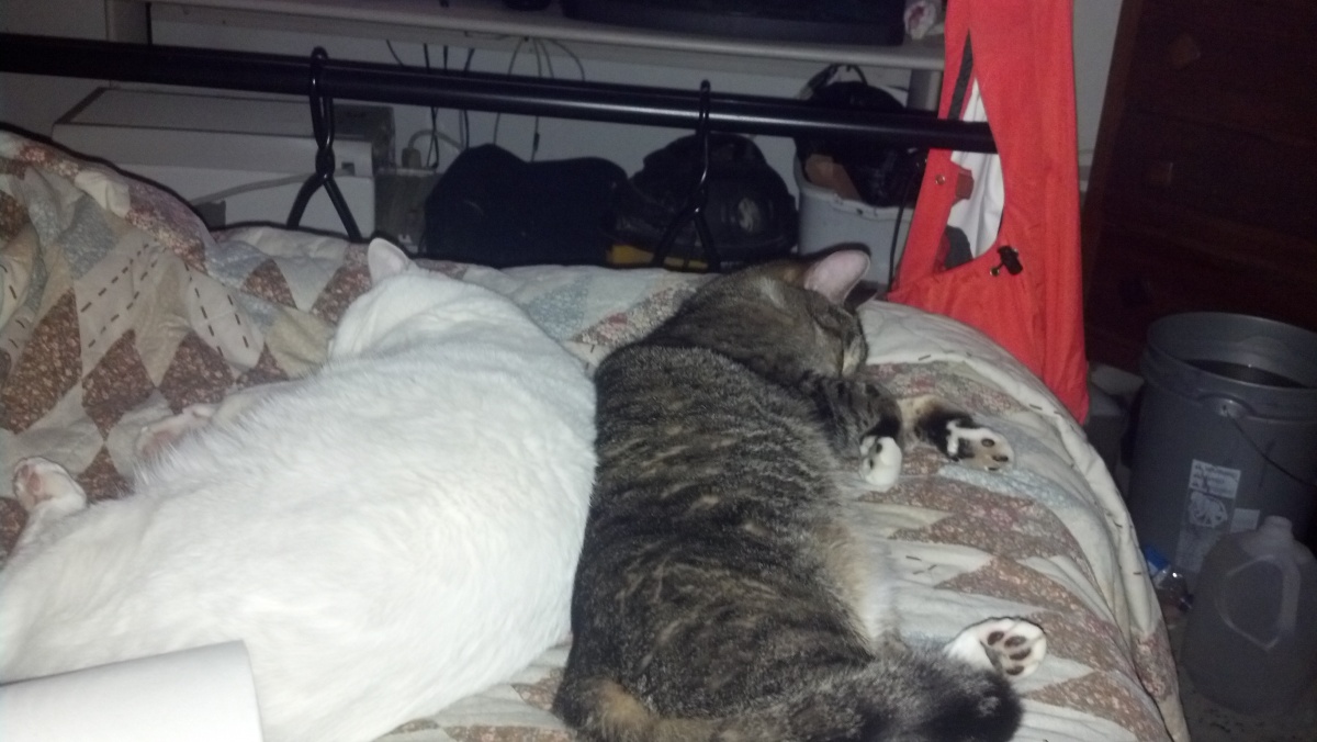My 2 male cats sleeping