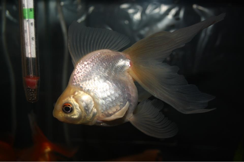 My 2 year old fantail
