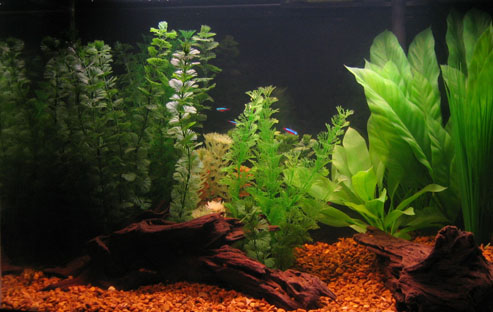My 20 Gallon High aquarium with 10 Cardinal Tetras as the first inhabitants (after a fishless cycle).