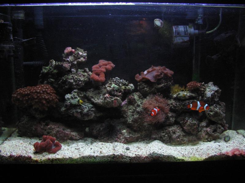 My 29 gallon reef tank, established about 4 years.