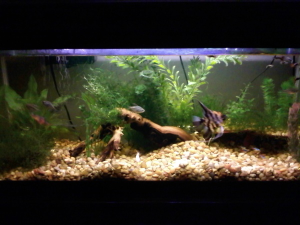 My 30 gallon long tank, current as of 4/2/2009