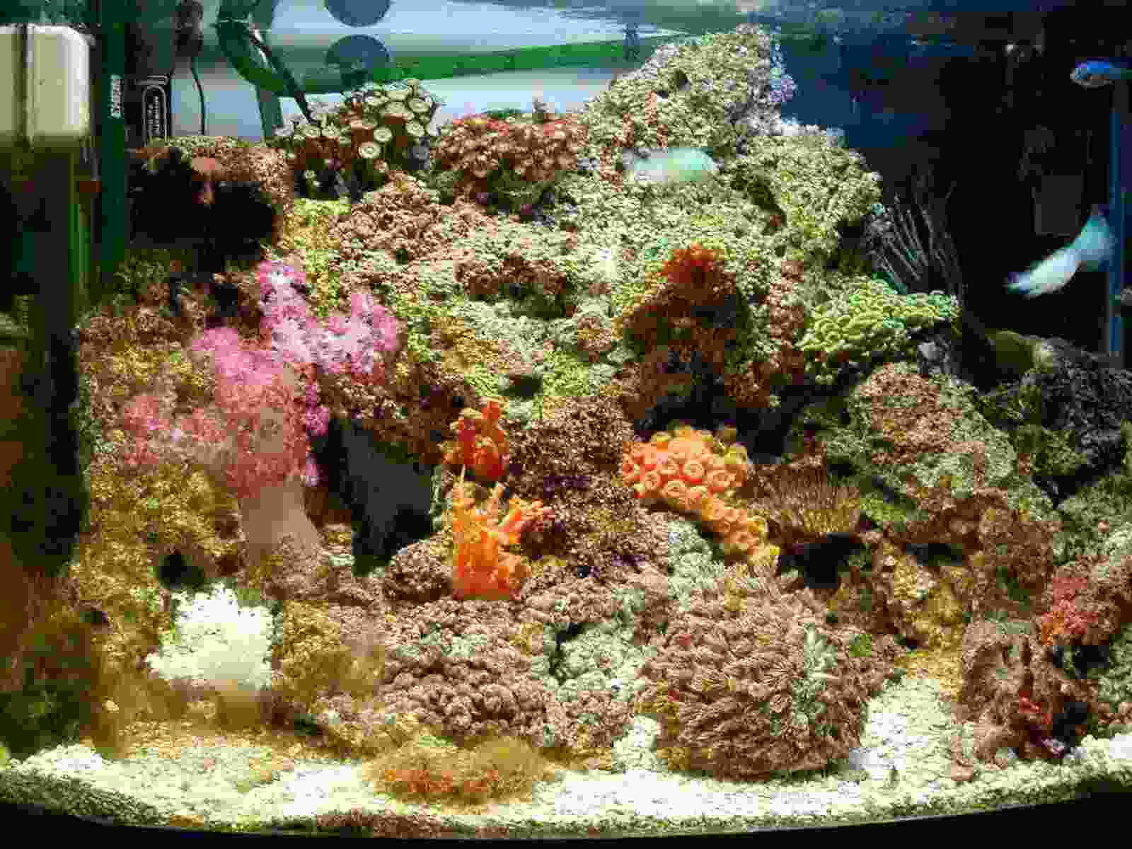 my 4 months old mini reef