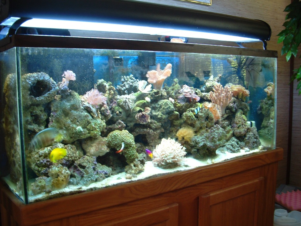 my 55 reef as of 6/7/06