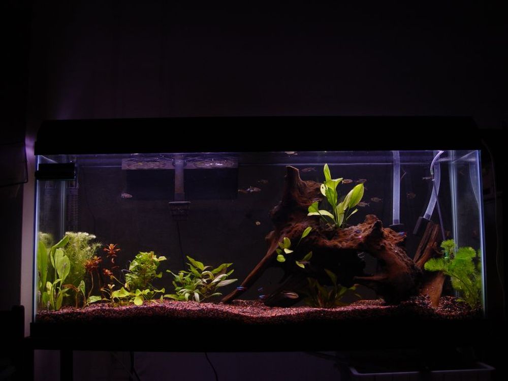 My 55, under construction.  I'm running a diatom filter, so those are the tubes you see at the back...  A few plants in here... Cabomba, Rotala rotund