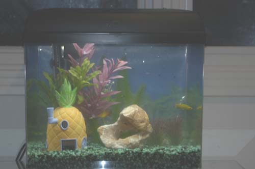 my 6 gallon tank, just a couple days old!