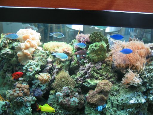 my 90 gallon reef