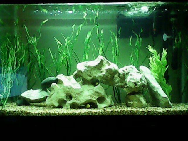 My african cichlid tank before
