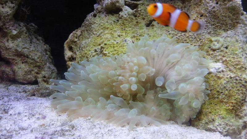 my anemone doubled in size