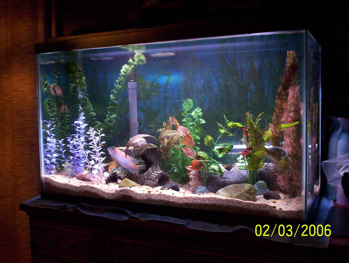 my aquarium 033 med