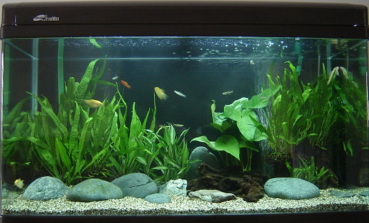 my aquarium