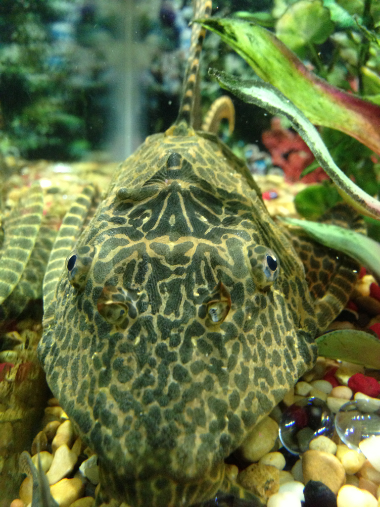 My awesome Pleco his name is "Monster" but he is very nice!