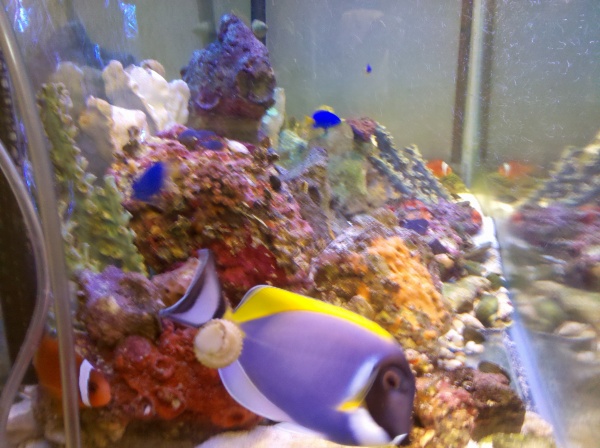 My baby - powder blue surgeonfish/tang, little yellow tailed blue damsels in the background and my clowns too