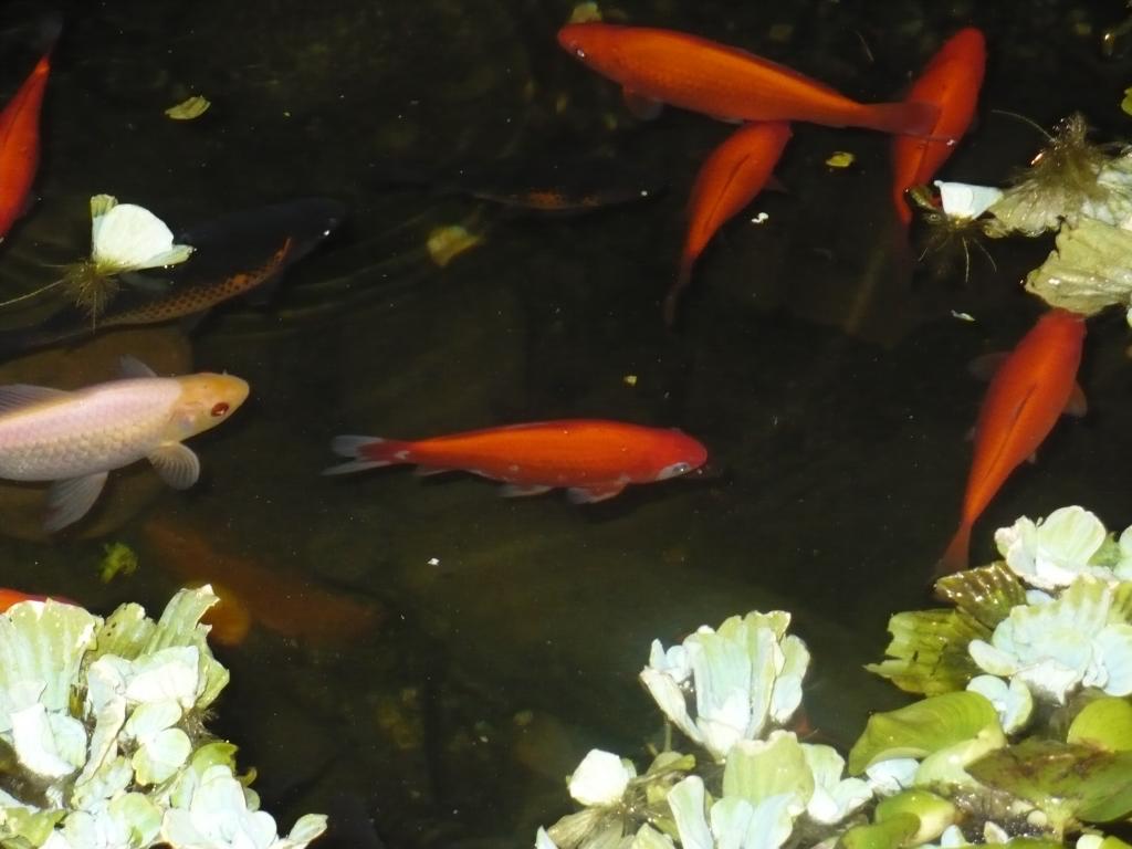My beautiful Aka Mai (Red Eye) albino, prince of the pond, on the left. In the center is little Orca. I lost both these guys and four others in the po