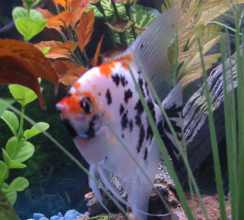 My Beautiful two year old angelfish!