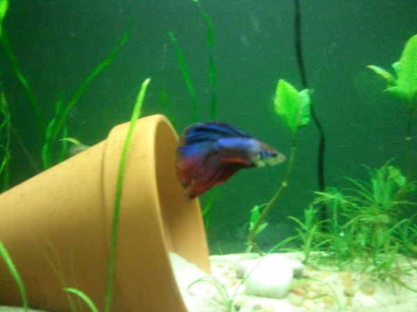 My betta before he was moved to his new 10gallon
