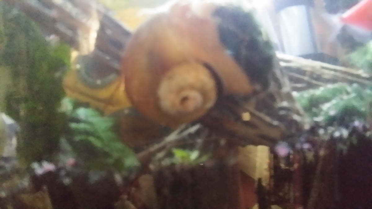 My big Golden Mystery snail actually has a pretty big marimo ball in his "mouth"?? Have no idea why.