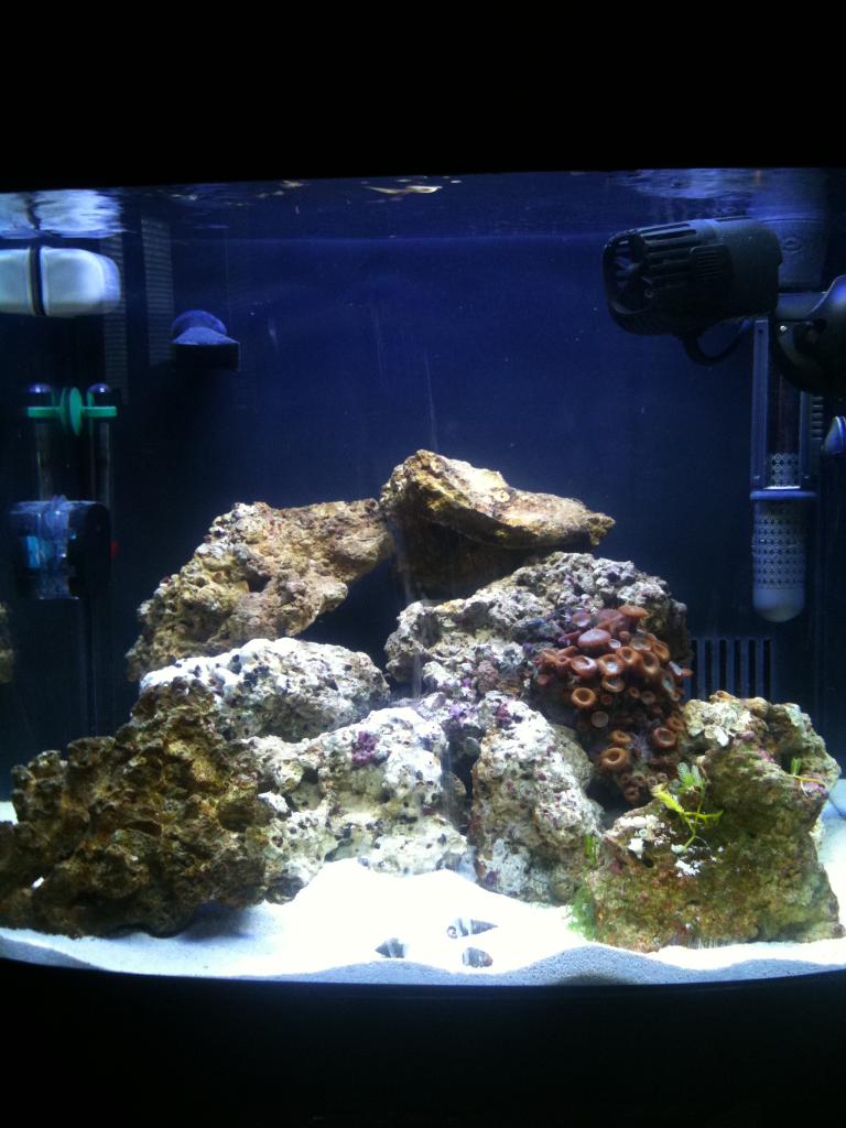 My biocube14 just finished its cycle and i added my first coral today!