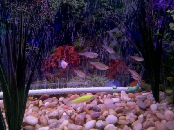 My bloodfins, mickey mouse, and my only glo fish, now I know you are supposed to have a school of them but I think he has decided he is a bloodfin and