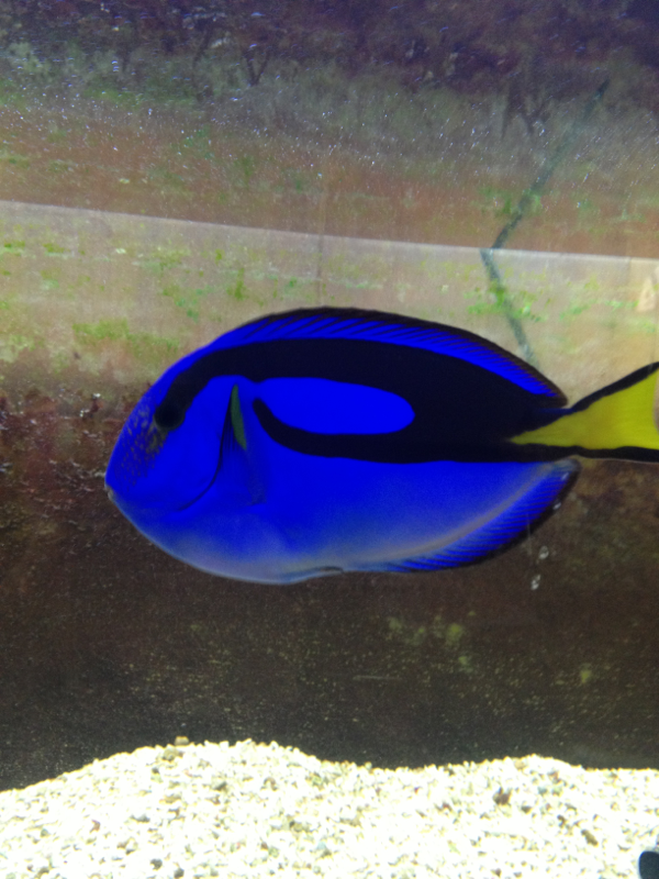 My blue tang - 4 years old. 
(you guessed it...named Dory)
A bit of HLLE (I wish I knew the best way to cure it).