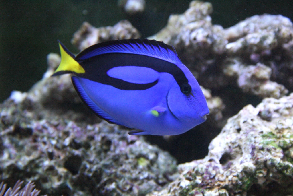 My blue tang - about 3.5 to 4 inches long.