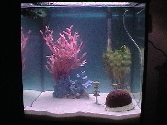 My brand new Saltwater tank!  before any fish were added.