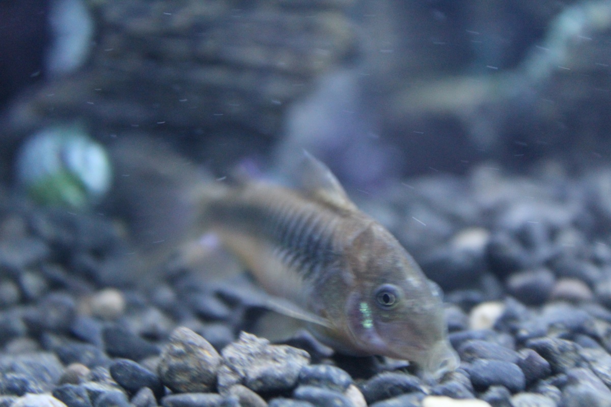 my bronze catfish