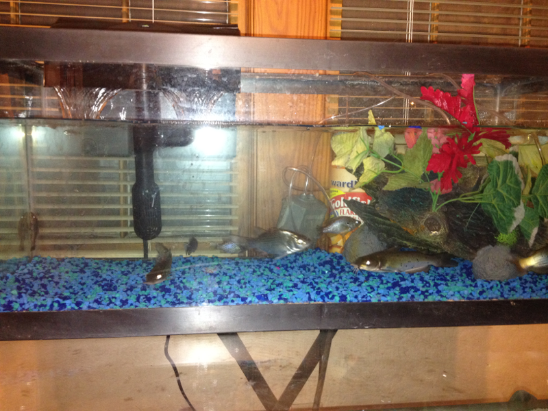 My brother in law fresh water fish tank with channel catfish and white bass