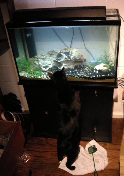 My cat finally discovered the tank.