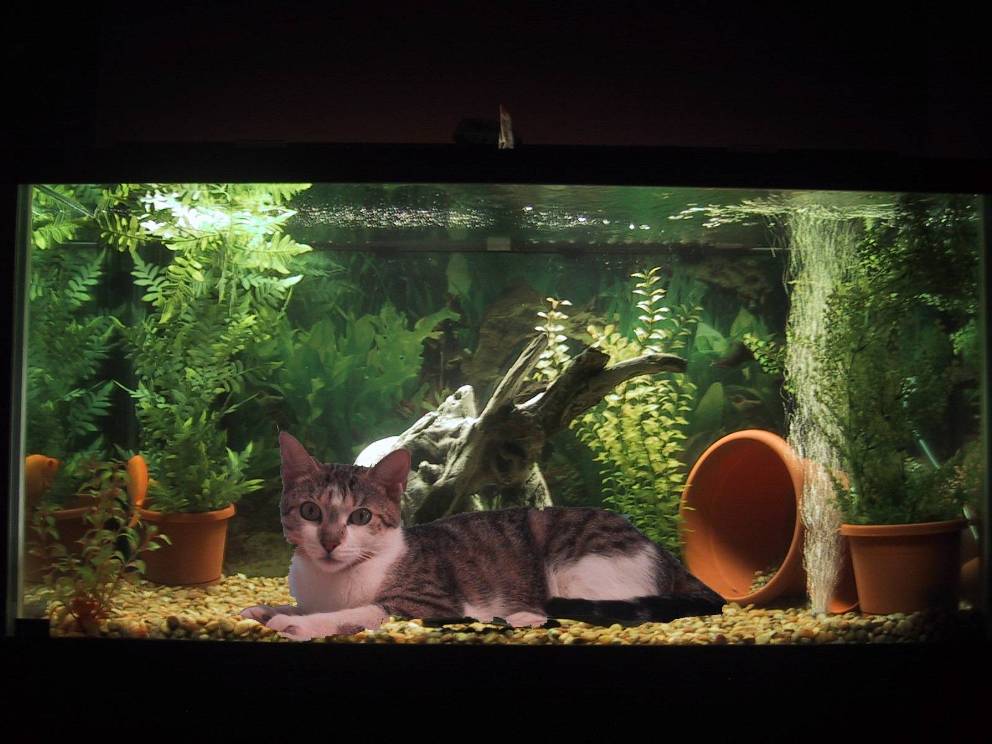 My cat loves my tank