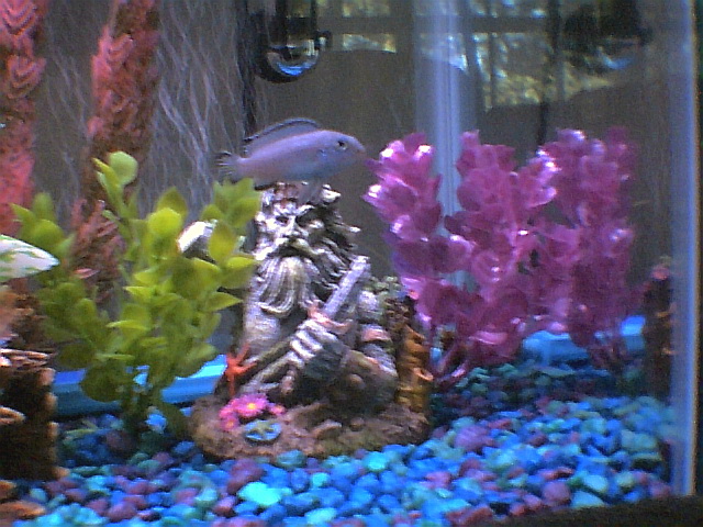 my cichlid in 10gal tank...dont fret looking for bigger tank now