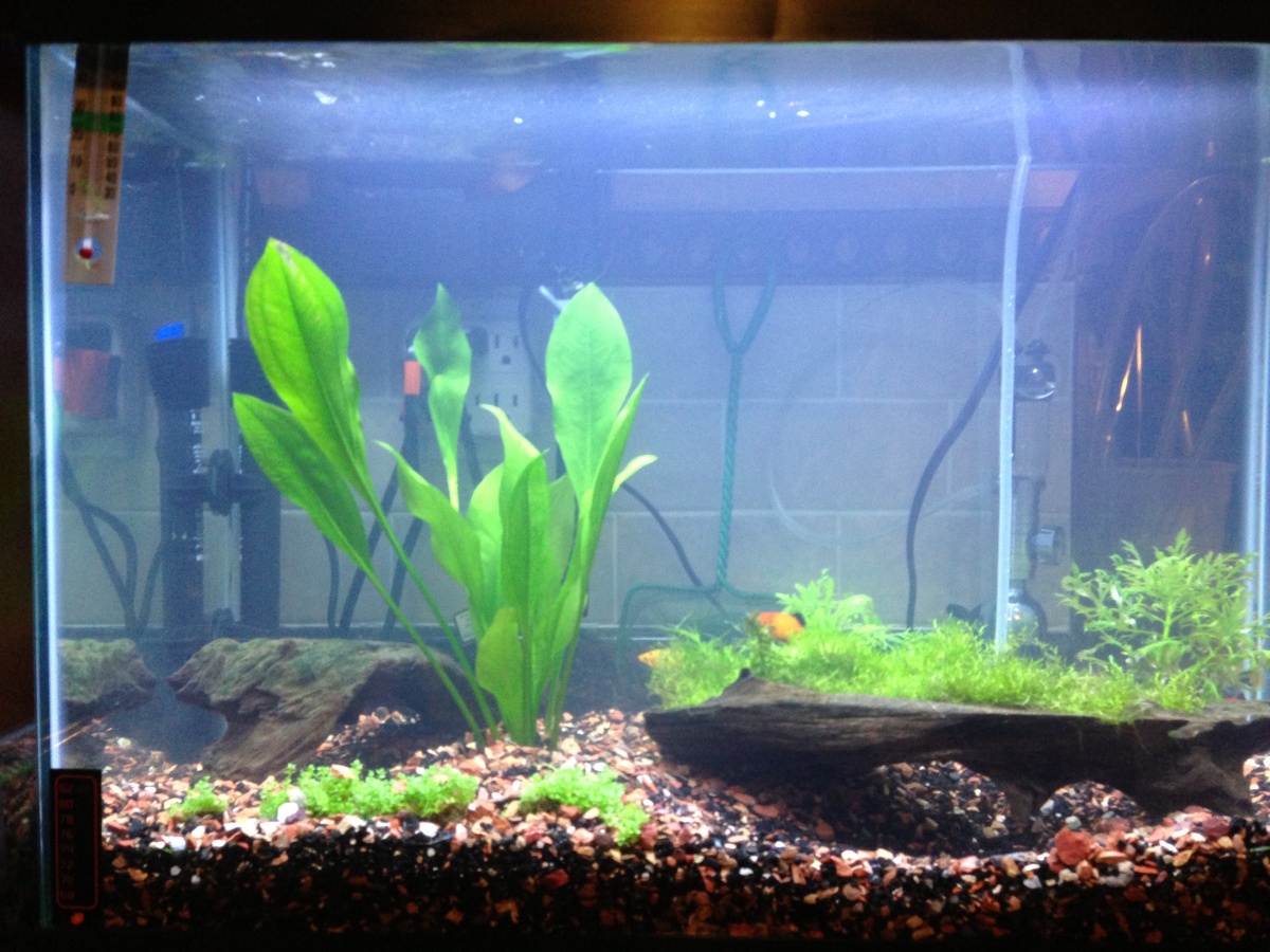 My cloudy 20 Gallon - week 2.  I have 4 female and 2 male platys