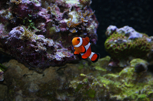 My Clown Fish swimming around and checking out the neighborhood