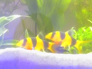 My clown loches together- this was when I firs got them (yesterday at the moment lol)