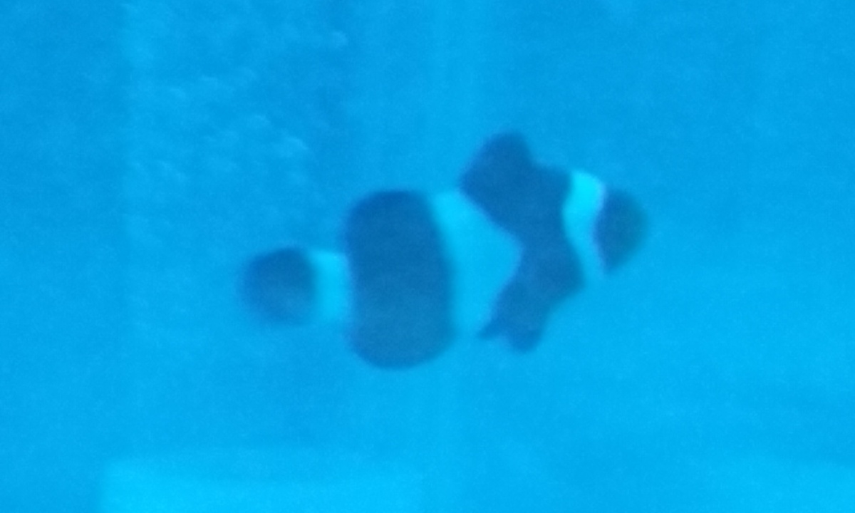 My common clownfish in his cycling tank (he is about 1.2 inches long)