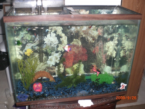 my community tank
a buch of guppies,2 red tail sharks,2 black skirt tetra, and another one i don't know what it is