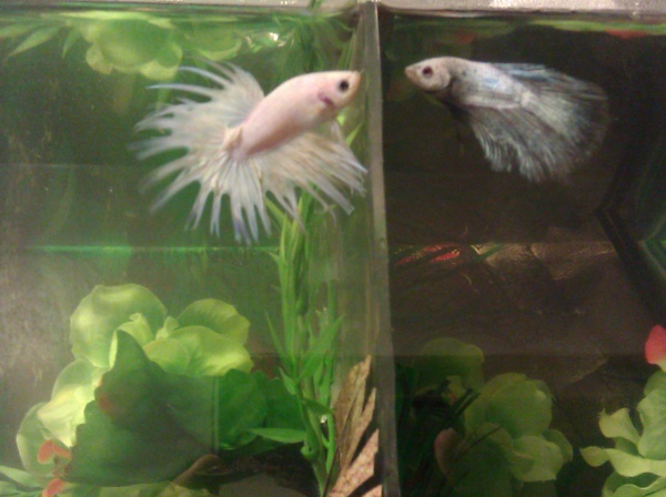 My crown-tail, Starr and moon-tail, Ghost