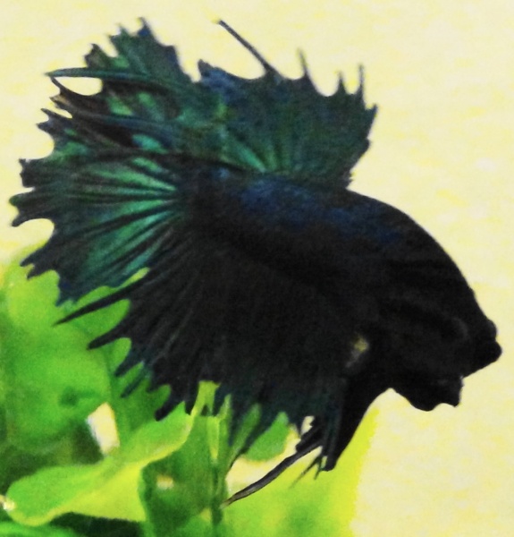 My crowntail betta that is flaring at my camera...silly-bird! He was in a bowl next to the main tank in this picture, but since has been relocated to 