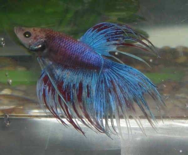 My CrownTail Male Betta (Accurcius)