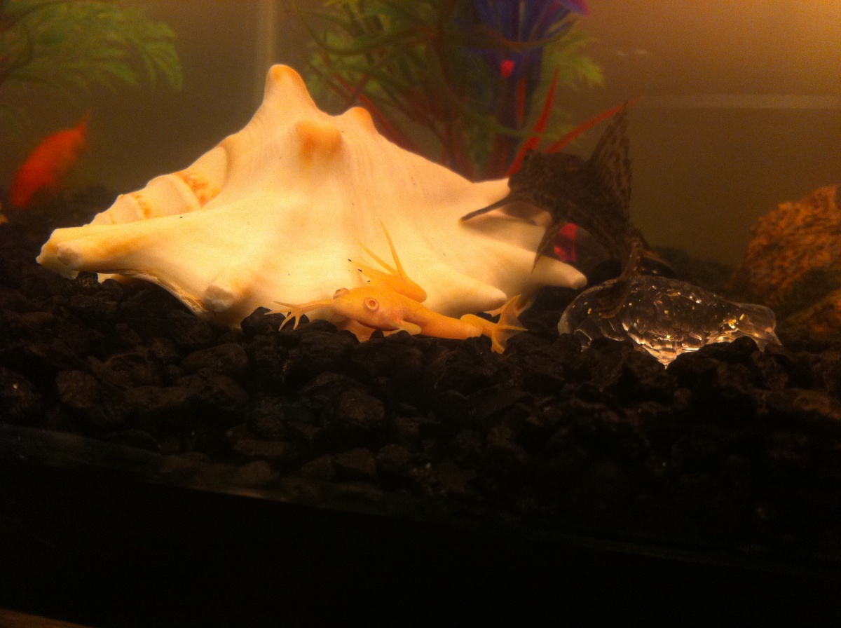 my cute African Albino Frog
20 gal long coldwater