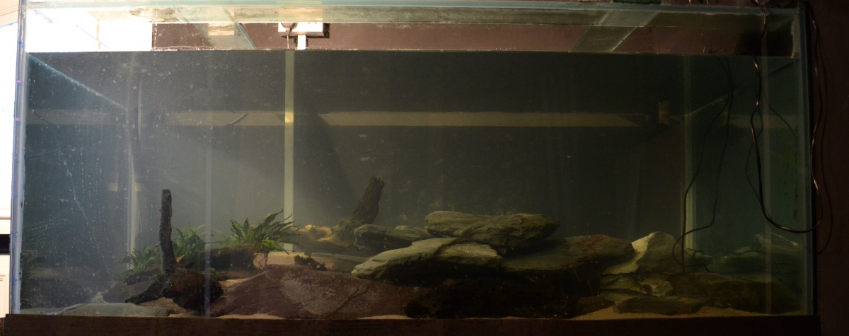 My DIY Fish Tank.
1624mmx850mmx762mm
External Dimensions, 12mm Glass. 750 litre plus filtration.
