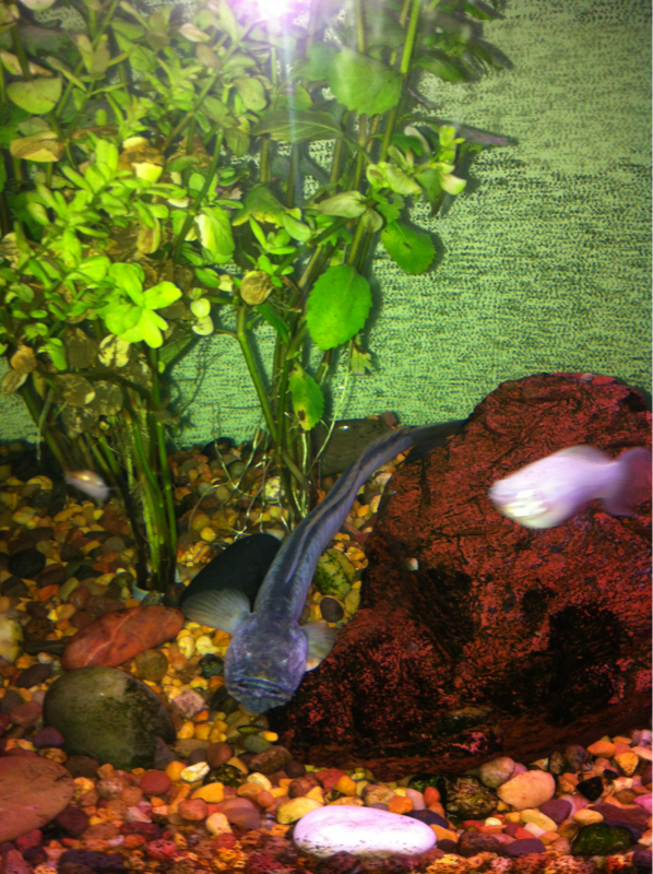 My dragon fish and silver mollies.