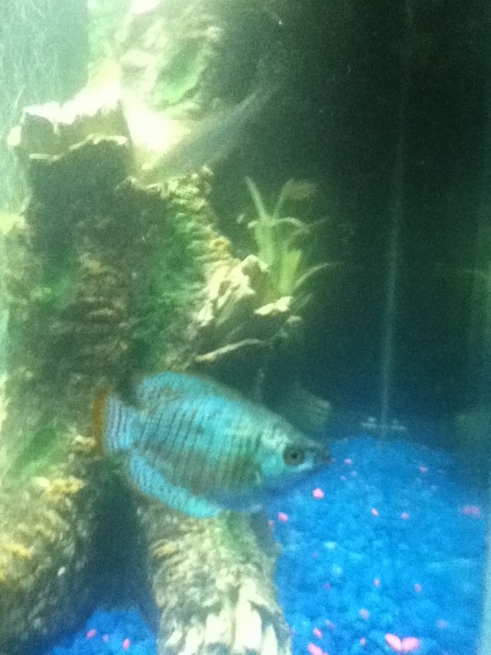 My dwarf gourami... probably my favorite fish right now.