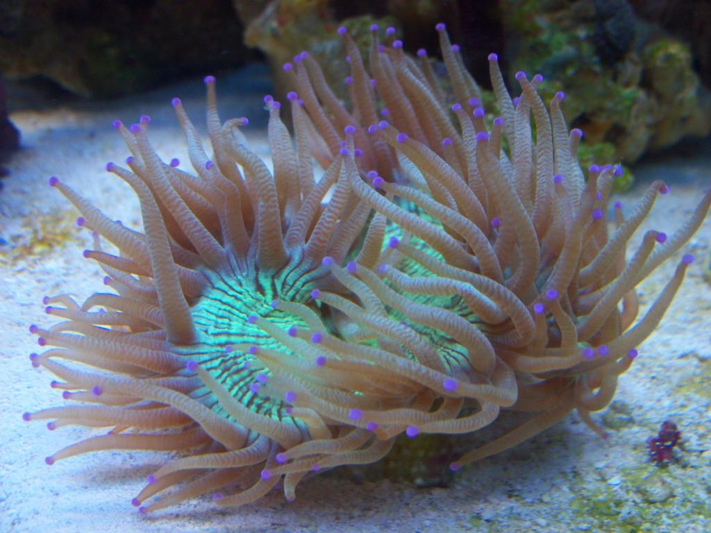 My Elegance Coral that I purchased about 2 months ago.