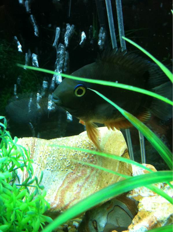 My female the first time she laid eggs and before I bought my male severum