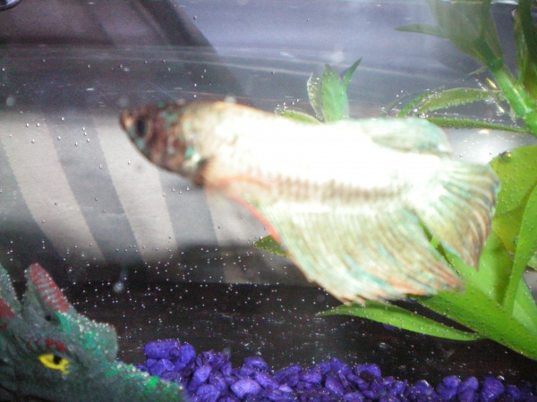 My fighter fish. named burton.