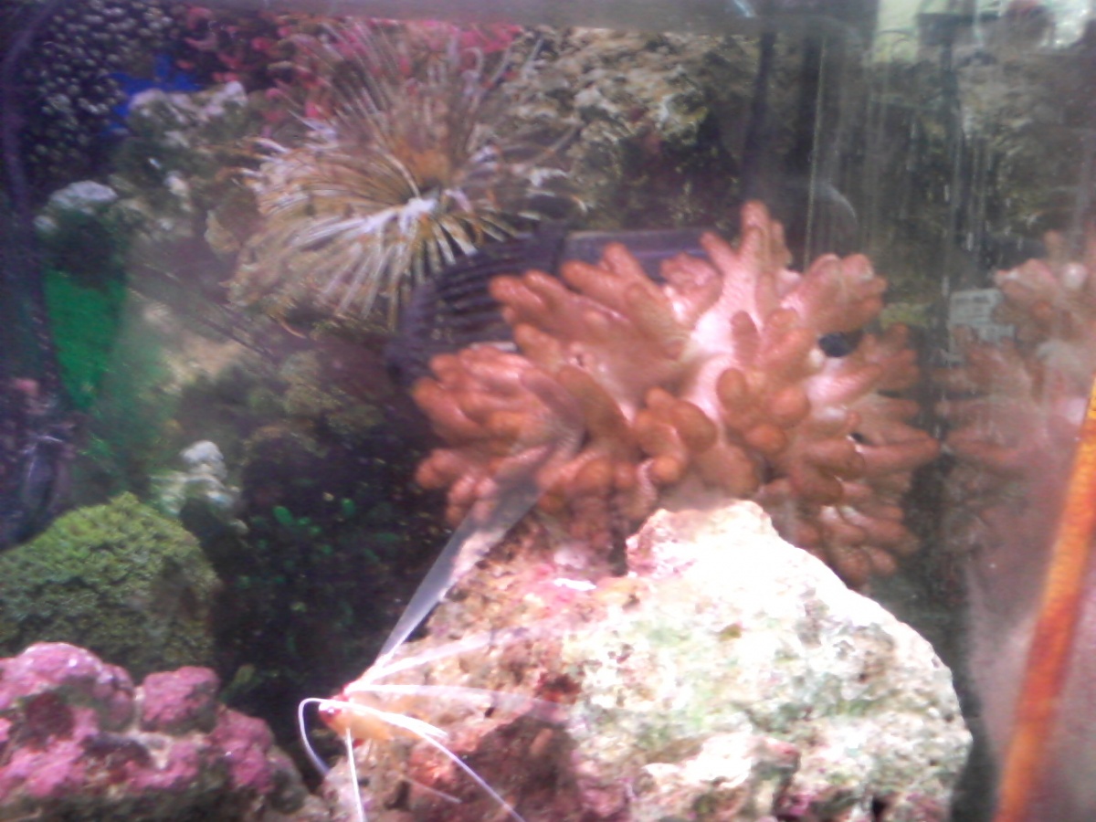 My finger leather coral